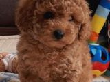 İstanbul Super Kali̇te Kore Toy Poodle Yavrular