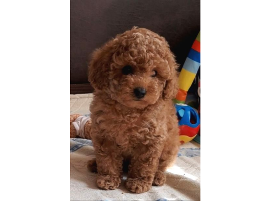 İstanbul Super Kali̇te Kore Toy Poodle Yavrular görsel