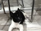Amerikan Akita