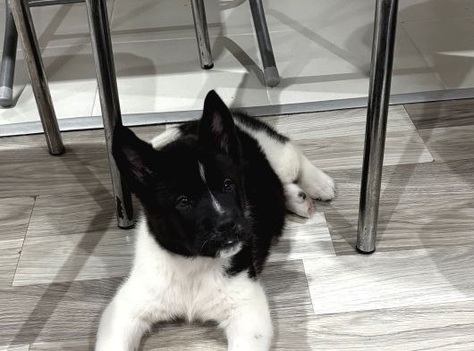 Amerikan Akita görsel