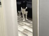 Amerikan akita