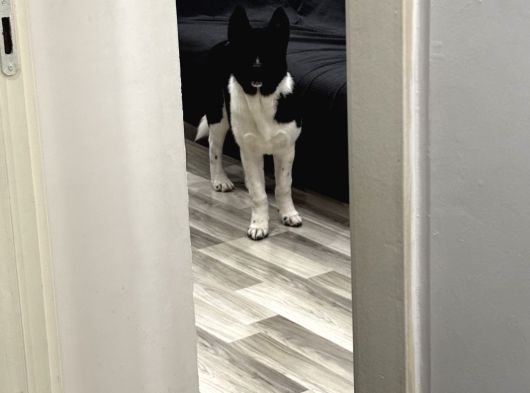 Amerikan Akita