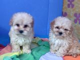 İstanbul Anne Baba Gerçek Malti̇poo Yavrular