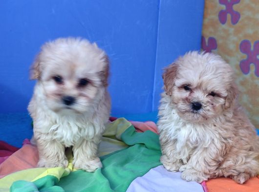 İstanbul Anne Baba Gerçek Malti̇poo Yavrular görsel