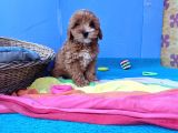 İstanbul Anne Baba Gerçek Malti̇poo Yavrular