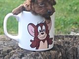 İSTANBUL SUPER KALİTE KORE TOY POODLE YAVRULAR