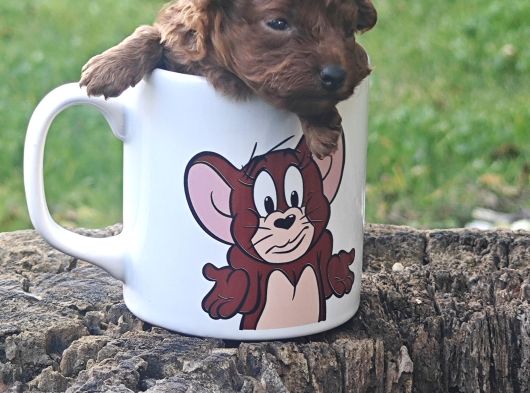 İstanbul Super Kali̇te Kore Toy Poodle Yavrular