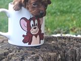 İstanbul Super Kali̇te Kore Toy Poodle Yavrular