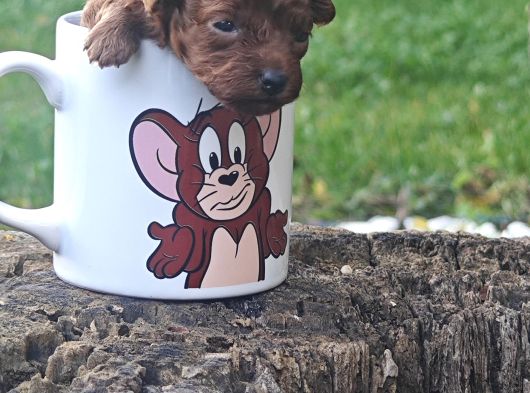 İstanbul Super Kali̇te Kore Toy Poodle Yavrular görsel