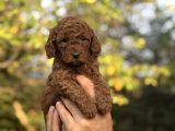 Red Brown Kore Poodle Bebeği̇mi̇