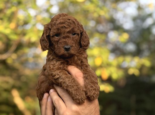 Red Brown Kore Poodle Bebeği̇mi̇ görsel