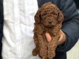 RED BROWN KORE POODLE BEBEĞİMİ