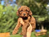 Red Brown Kore Poodle Bebeği̇mi̇