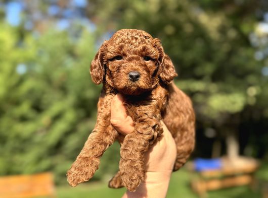 Red Brown Kore Poodle Bebeği̇mi̇ görsel