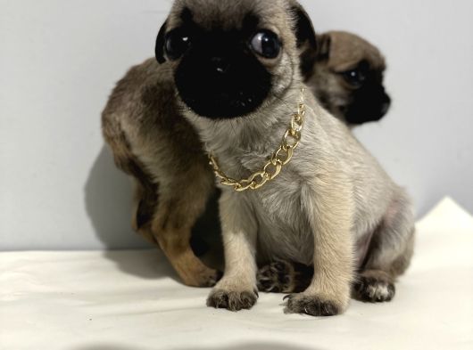 Pug Mops görsel