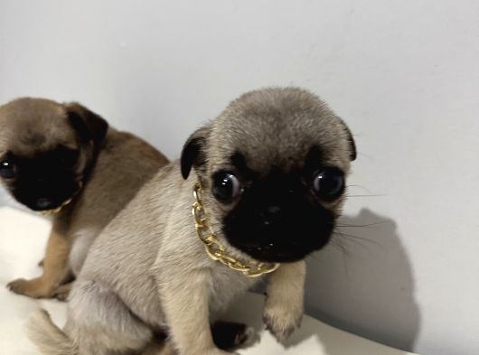 Pug Mops görsel