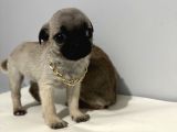 Pug Mops