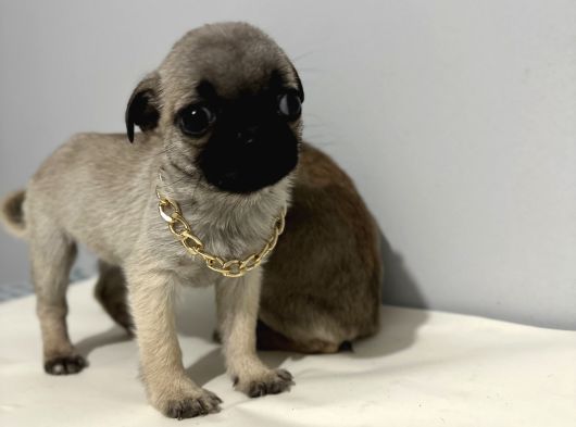 Pug Mops görsel
