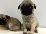 Pug Mops