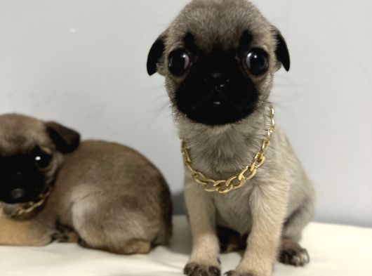 Pug Mops görsel