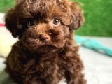 CHOCOLATE TEACUP POODLE BEBEĞİMİZ AŞILI GARANTİLİ