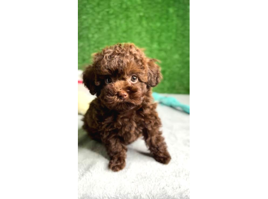 Chocolate Teacup Poodle Bebeği̇mi̇z Aşili Garanti̇li̇