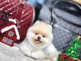 Premium Ayı Surat Pomeranian Boo Yavrusu  her Renk mevcut