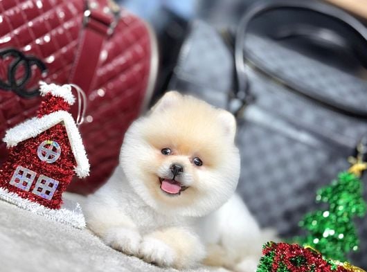 Premium Ayı Surat Pomeranian Boo Yavrusu  Her Renk Mevcut