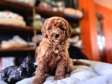 EVİNİZİN SICAKLIĞI TOY POODLE