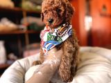 Evi̇ni̇zi̇n Sicakliği Toy Poodle