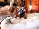 Evi̇ni̇zi̇n Sicakliği Toy Poodle