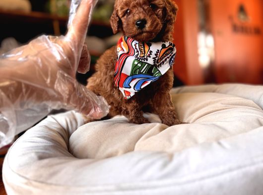 Evi̇ni̇zi̇n Sicakliği Toy Poodle görsel