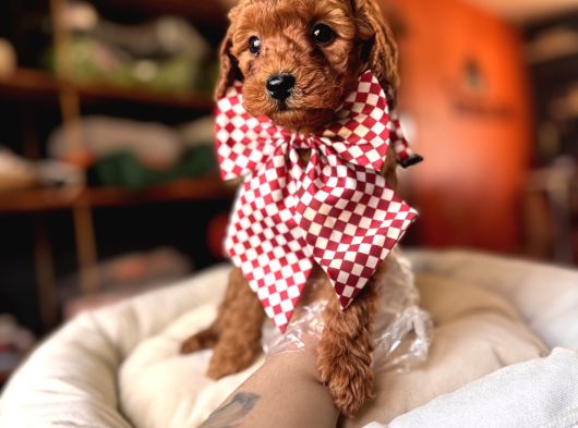 Evi̇ni̇zi̇n Sicakliği Toy Poodle görsel