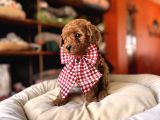 Evi̇ni̇zi̇n Sicakliği Toy Poodle