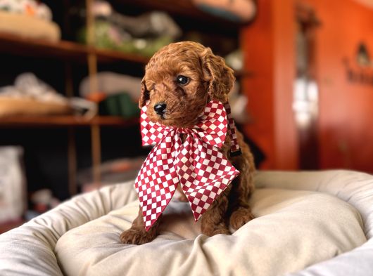 Evi̇ni̇zi̇n Sicakliği Toy Poodle görsel
