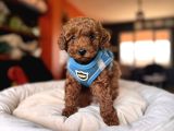 Evi̇ni̇zi̇n Sicakliği Toy Poodle