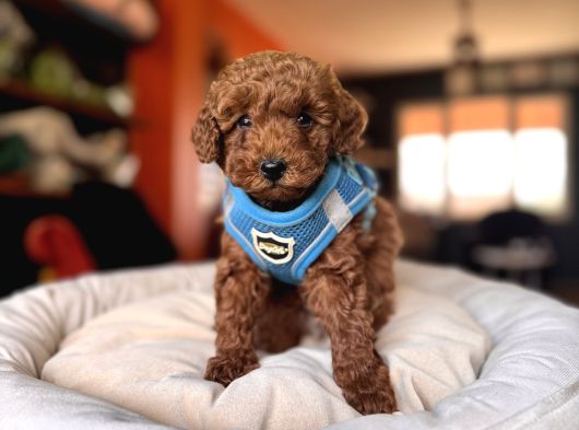 Evi̇ni̇zi̇n Sicakliği Toy Poodle görsel