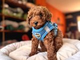 Evi̇ni̇zi̇n Sicakliği Toy Poodle