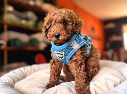 Evi̇ni̇zi̇n Sicakliği Toy Poodle görsel