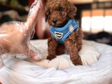 Evi̇ni̇zi̇n Sicakliği Toy Poodle