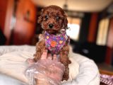 Evi̇ni̇zi̇n Sicakliği Toy Poodle