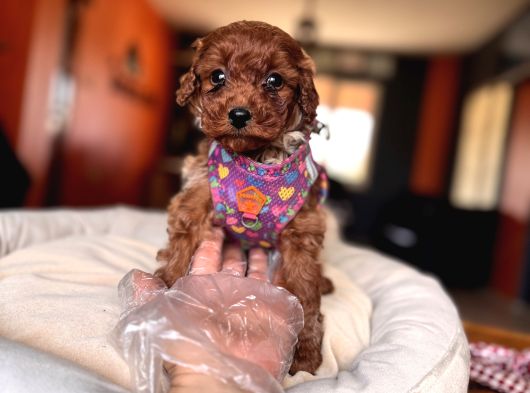 Evi̇ni̇zi̇n Sicakliği Toy Poodle görsel