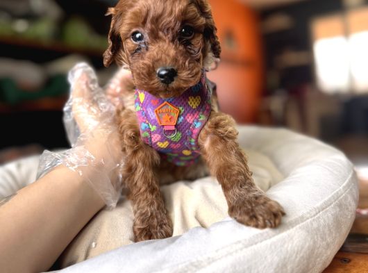 Evi̇ni̇zi̇n Sicakliği Toy Poodle görsel