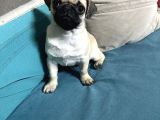 Hamburger Surat Pug Mops Yavrular