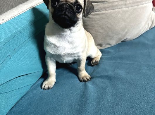 Hamburger Surat Pug Mops Yavrular görsel