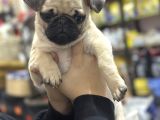 HAMBURGER SURAT PUG MOPS YAVRULAR