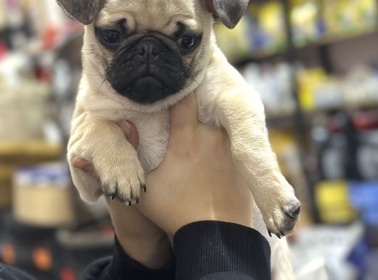 Hamburger Surat Pug Mops Yavrular