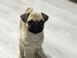 Hamburger Surat Pug Mops Yavrular