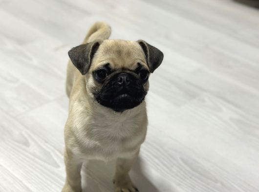 Hamburger Surat Pug Mops Yavrular görsel