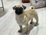 Hamburger Surat Pug Mops Yavrular